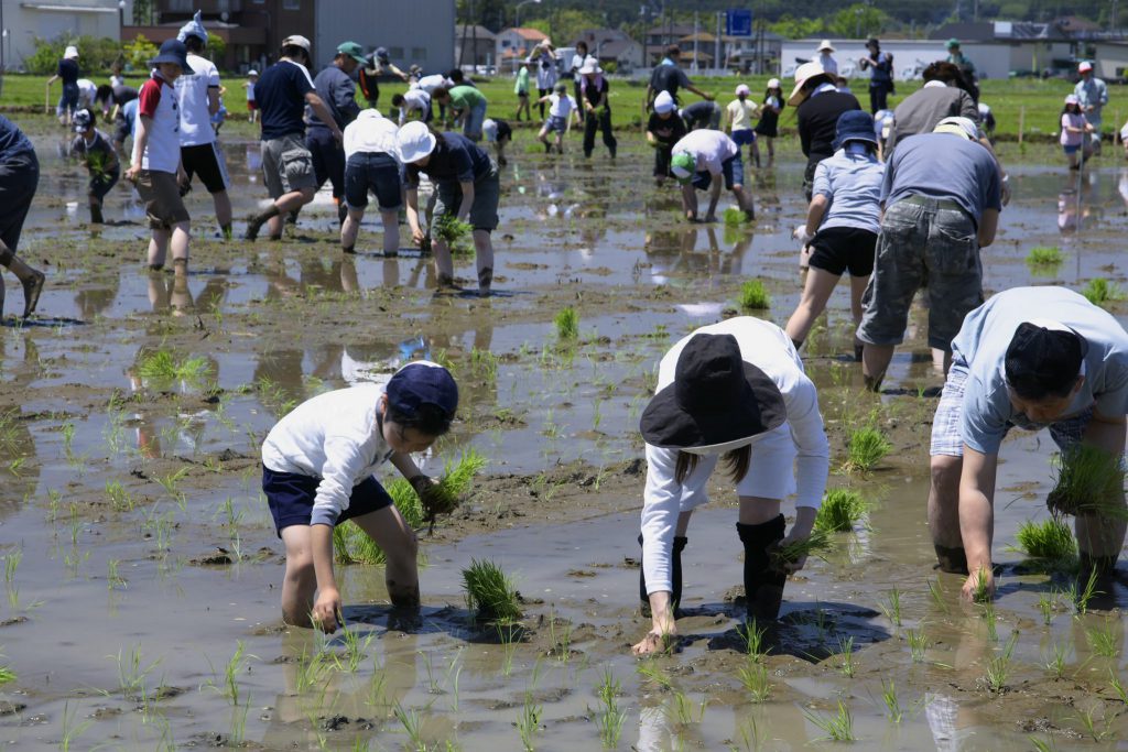 田植え