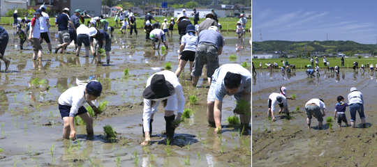 田植えの様子