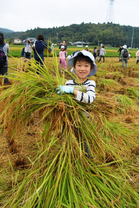 自分で稲を刈ったよ_川崎市_大垣内悠