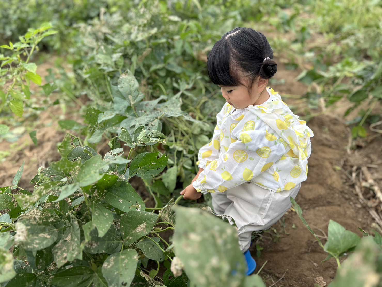 畑で枝豆の株を引き抜こうとする子ども