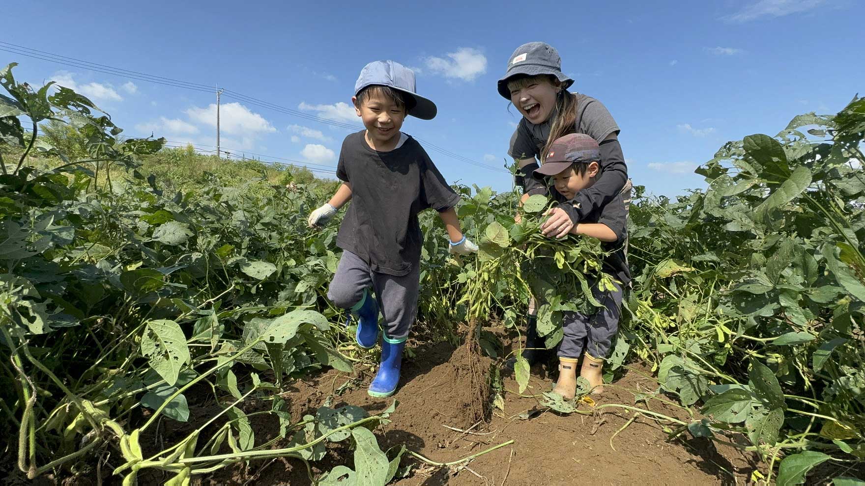 親子で力を合わせて枝豆の株を引き抜く家族