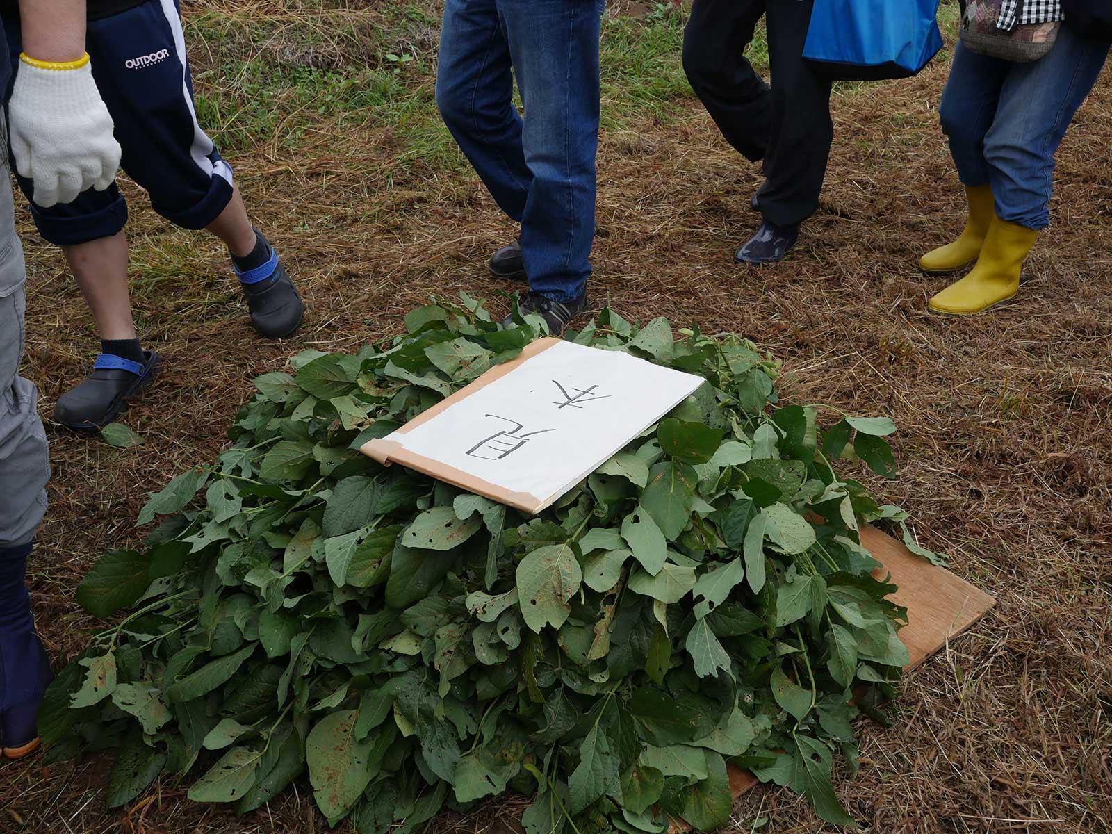 枝豆を株のまま荒縄に結える正しい収穫方法の見本